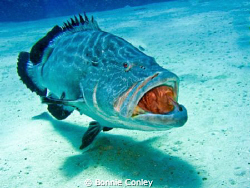 The Roaring Grouper at Grand Bahamas.  Photo taken May 20... by Bonnie Conley 